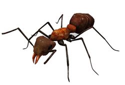 3D Model - Ant