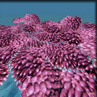 Coral 3D Model