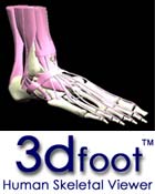 3D Foot